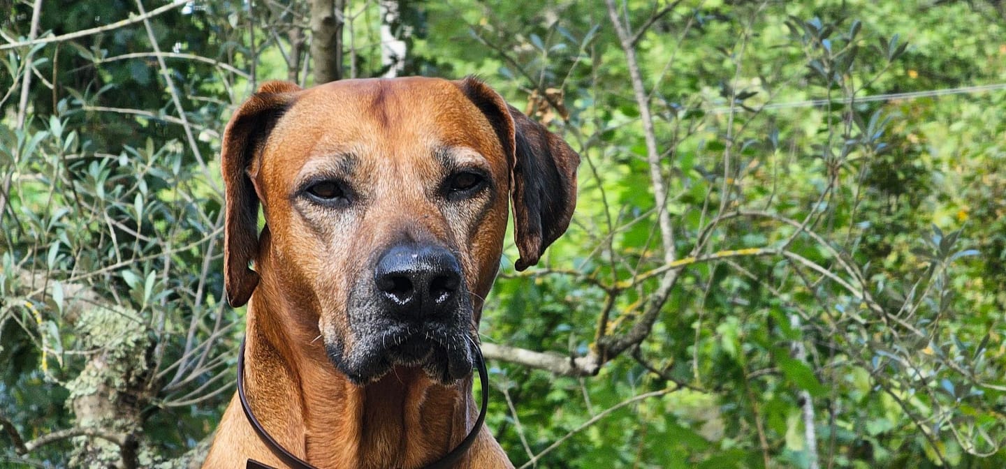 Customer photo review of Veterinary Diet Mobility