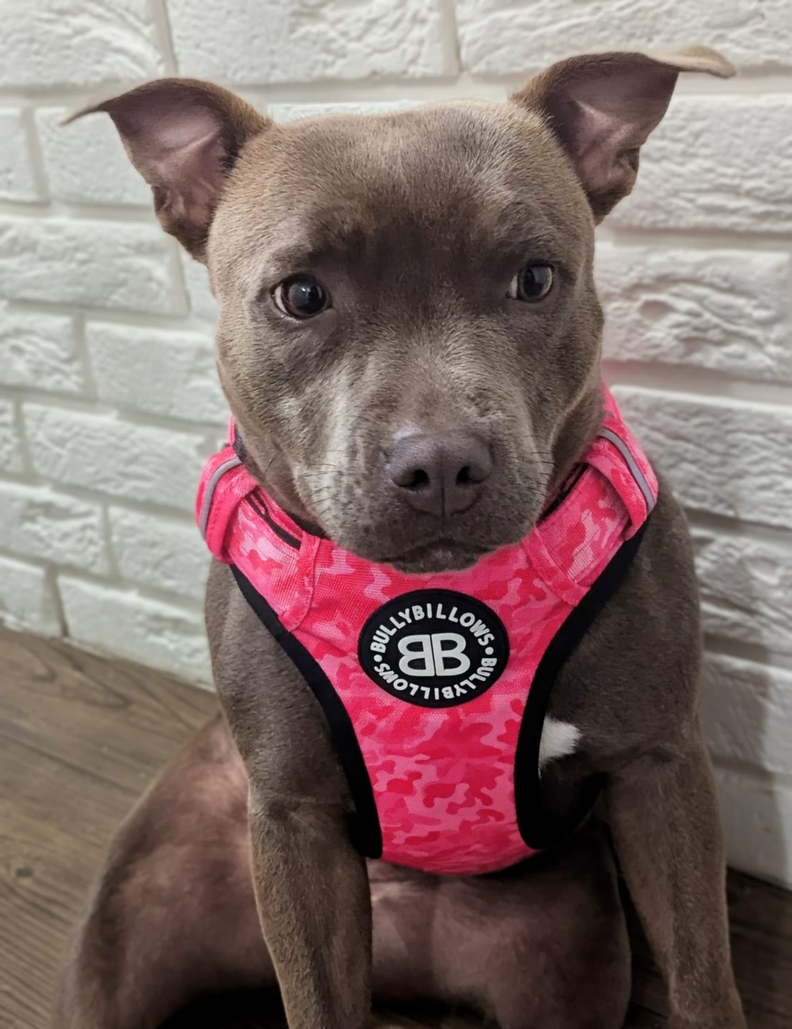 Customer photo review of Comfort Premium Harness | Non Restrictive - Bubblegum