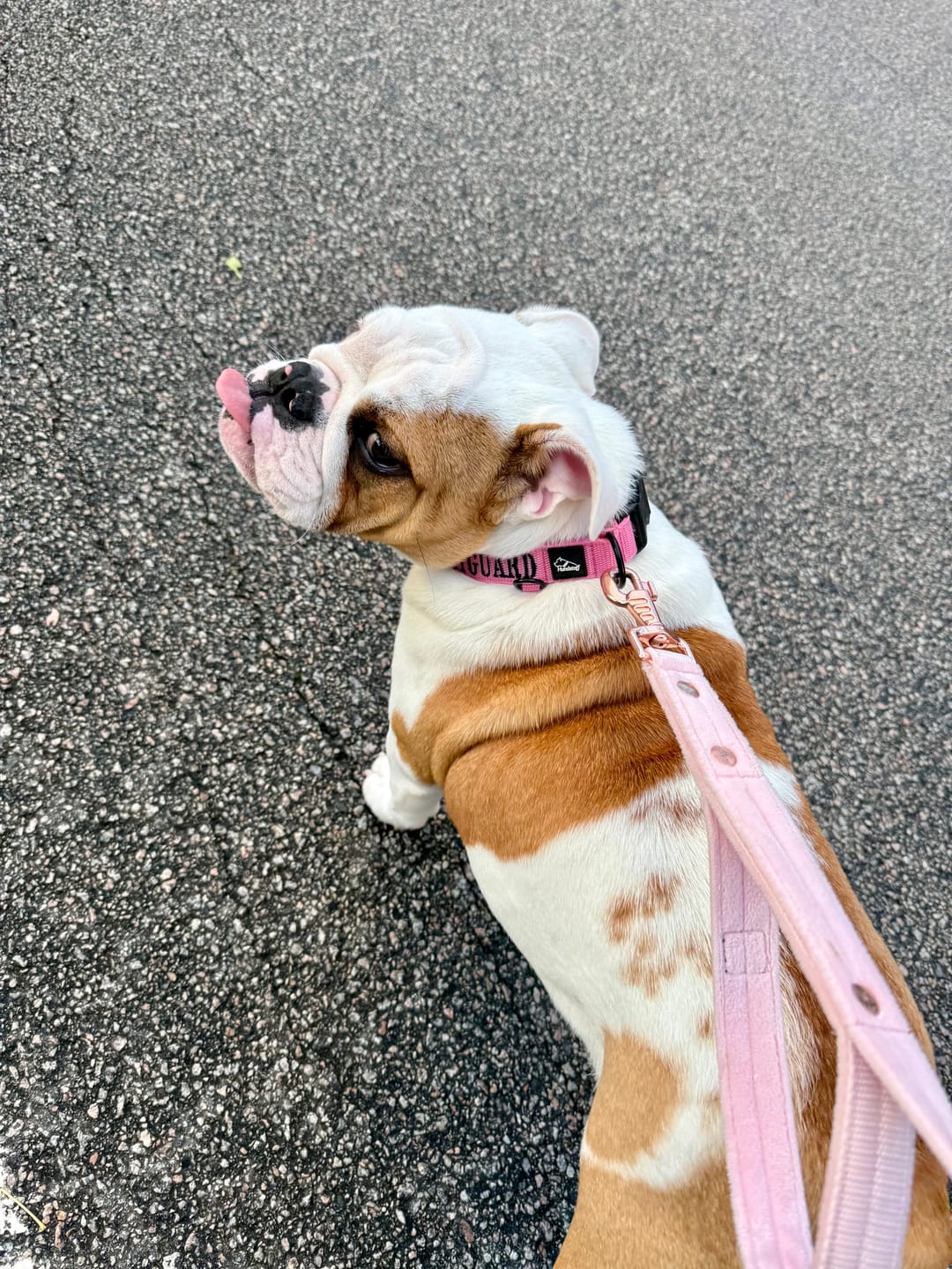 Customer photo review of Hundhalsband med namn, 2.5cm brett