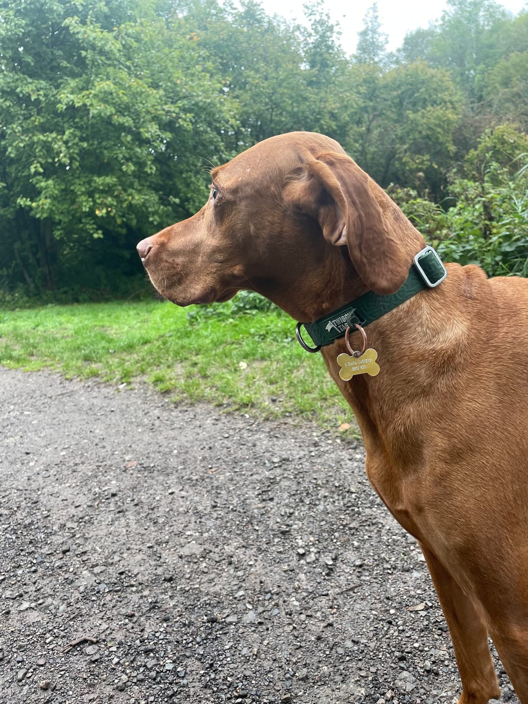 Customer photo review of Tidal Waterproof Collar