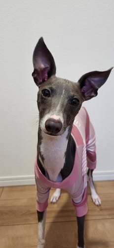 Customer photo review of FunFunPet 高機能ハーネス（お名前タグ作成サービス付き）