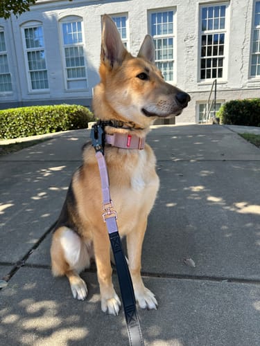 Customer photo review of 2" Tacti Luxe Dog Collar - Rose Gold - Sofia
