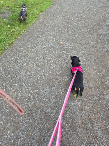 Sarah H. review of Boomerang Harness - XS-M Breeds - Carminerose image 1 out of 1