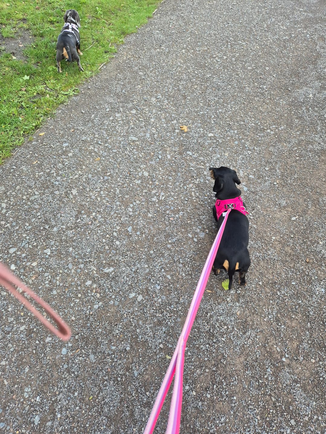 Customer photo review of Boomerang Harness - XS-M Breeds - Carminerose