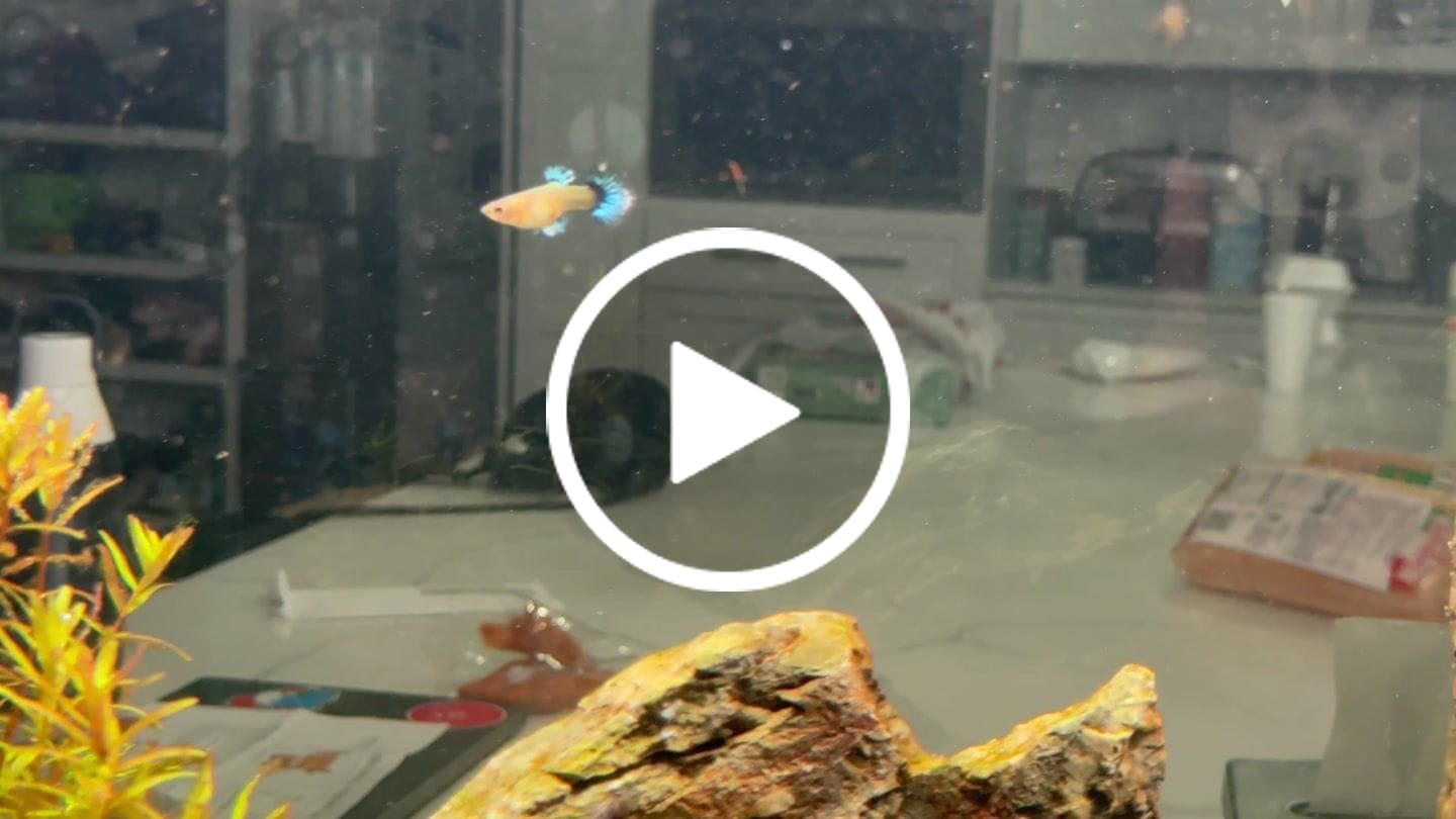 Customer video review of Koi Red Ear Guppy Fish