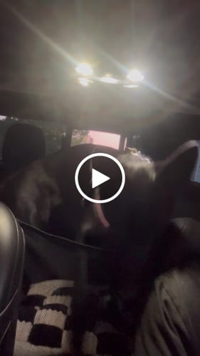 Customer video review of NEW Waterproof Hard Bottom Car & Truck Seat Foldable Hammock Cover With Storage Pockets, Side Flaps, Headrest Straps, Seat Anchors, & Mesh Window (+FREE SAFETY BELT!)