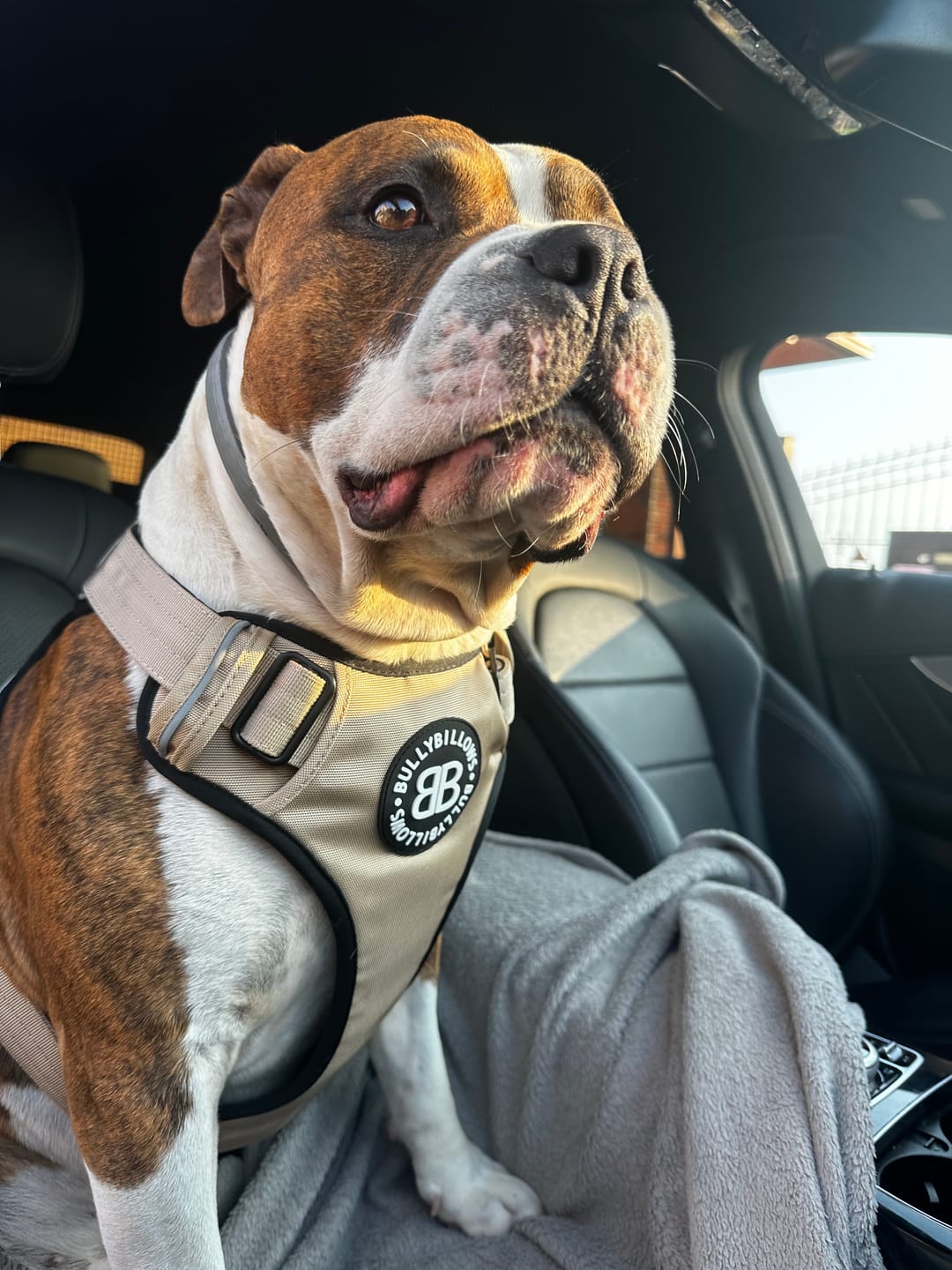 Customer photo review of Comfort Premium Harness | Non Restrictive - Tan