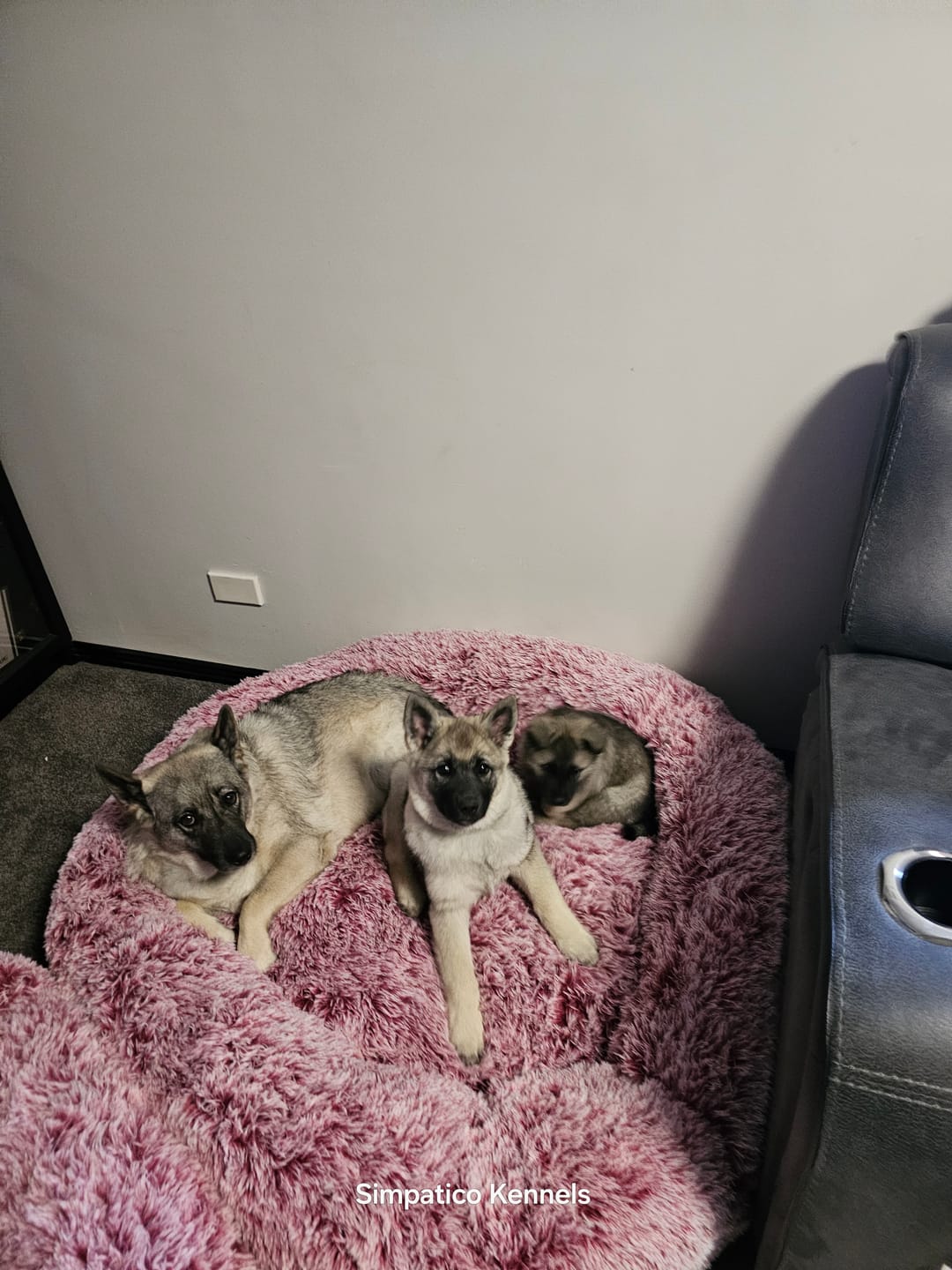 Customer photo review of Premium Calming Pet Bed with Removable Cover