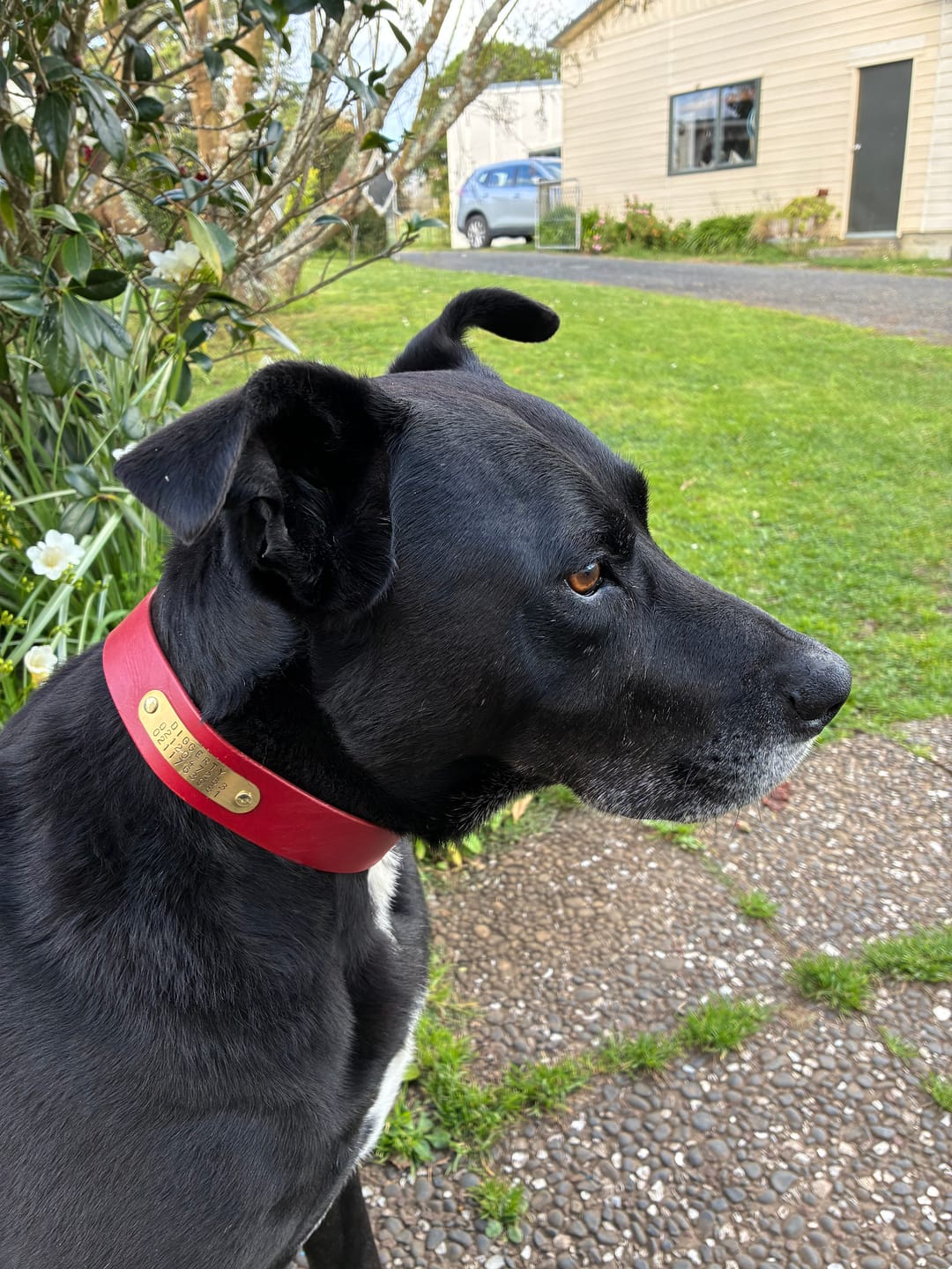 Customer photo review of Classic Buckle Leather Dog Collar - Custom Sized