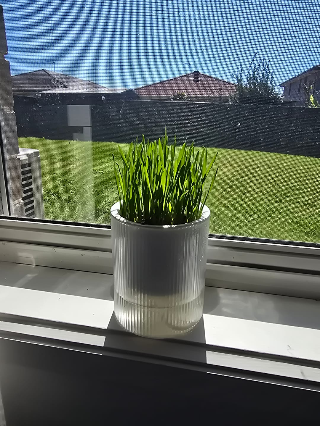 Customer photo review of MICHU All-in-One Soil-Free Cat Grass Grow Kit with Australian Seed and Mulch, Made in Australia