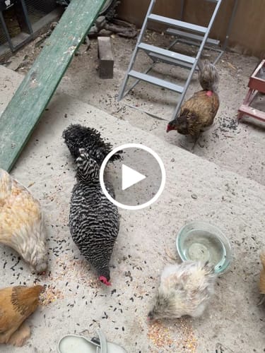 Customer video review of GrubTerra Coop Refresher!!!