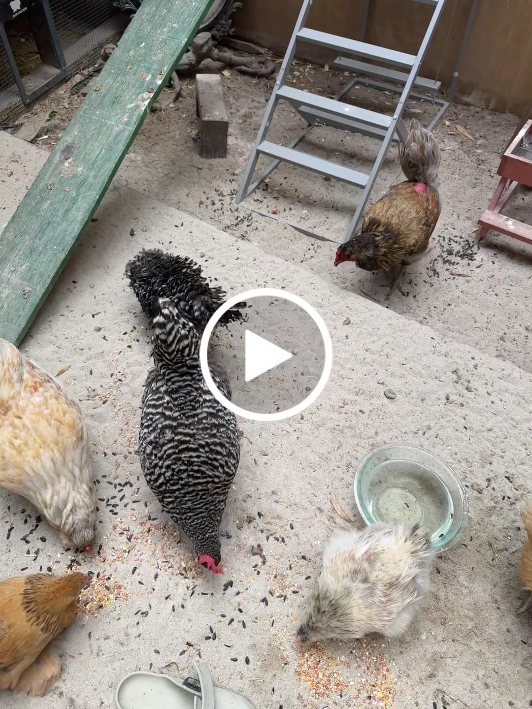 Customer video review of GrubTerra Coop Refresher!!!