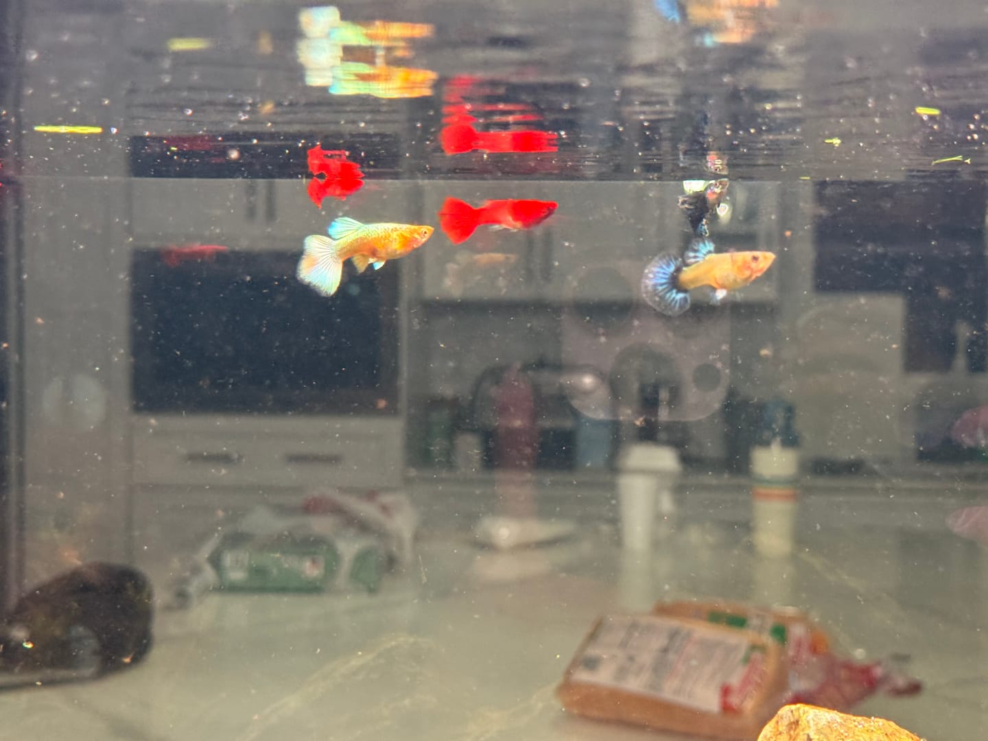 Customer photo review of Purple Ivory Mosaic Guppy Fish