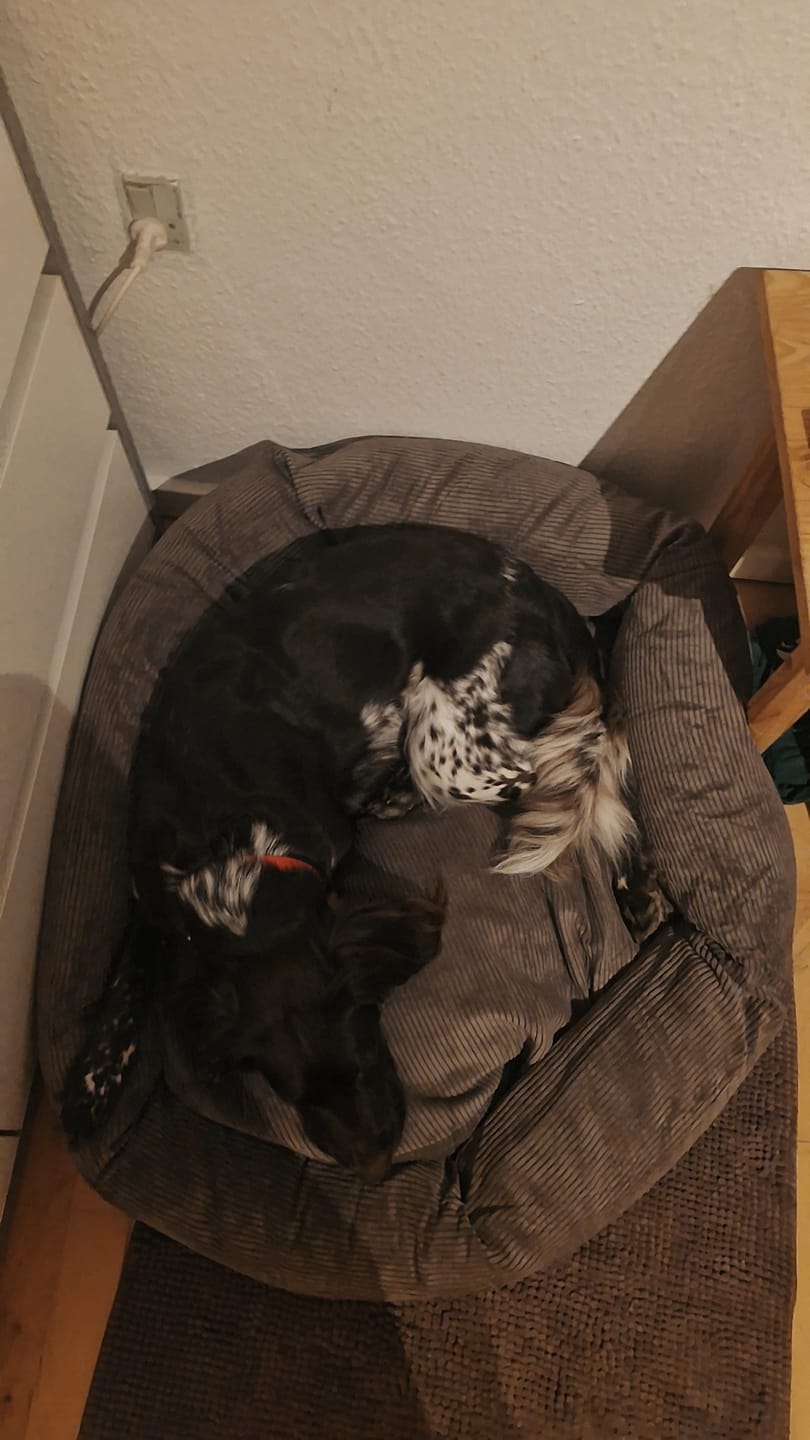 Customer photo review of Staey - Luna 3.0 Hundeseng, Taupe Fløjl