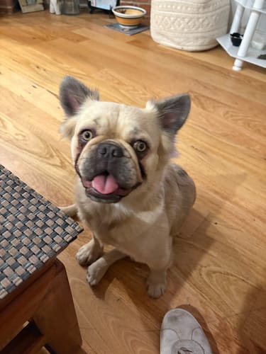 Customer photo review of Digestit Pet