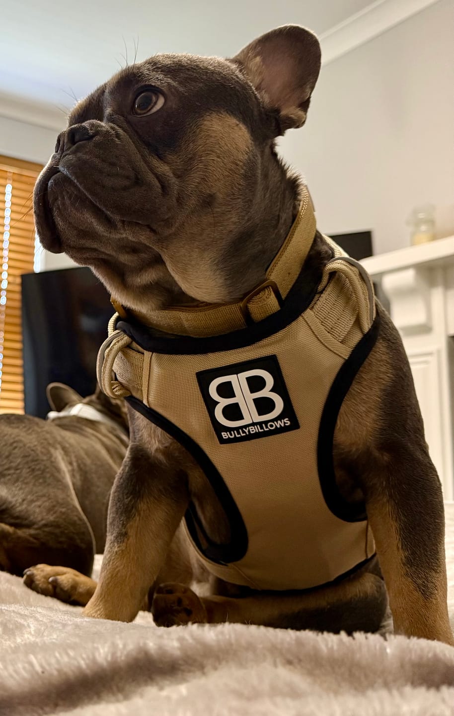 Customer photo review of Comfort Premium Harness | Non Restrictive - Tan