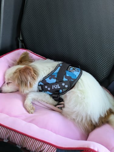 Customer photo review of FunFunPet 高機能ハーネス（お名前タグ作成サービス付き）