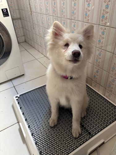 Customer photo review of Weasy Cão