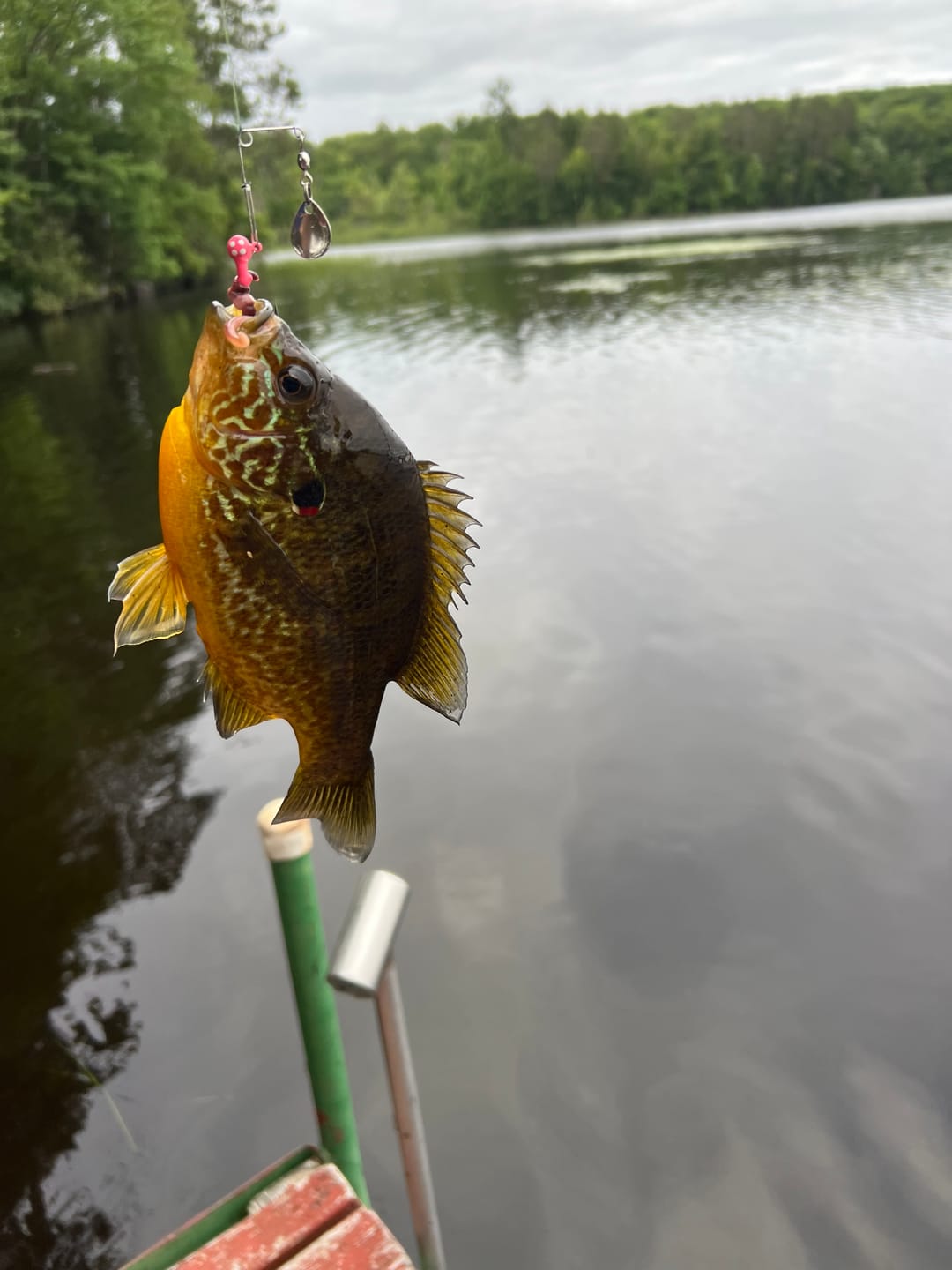Customer photo review of Spinning Pre-Built Rod