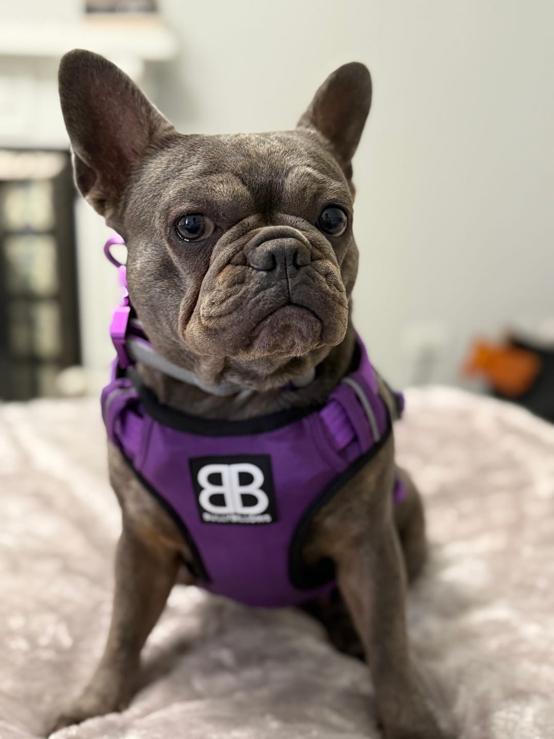 Customer photo review of Comfort Premium Harness | Non Restrictive - Tan