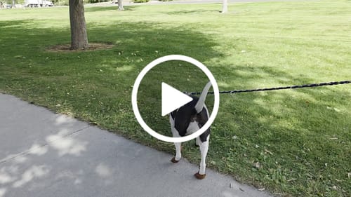 Customer video review of The Lariat Cinch - Dog Boots