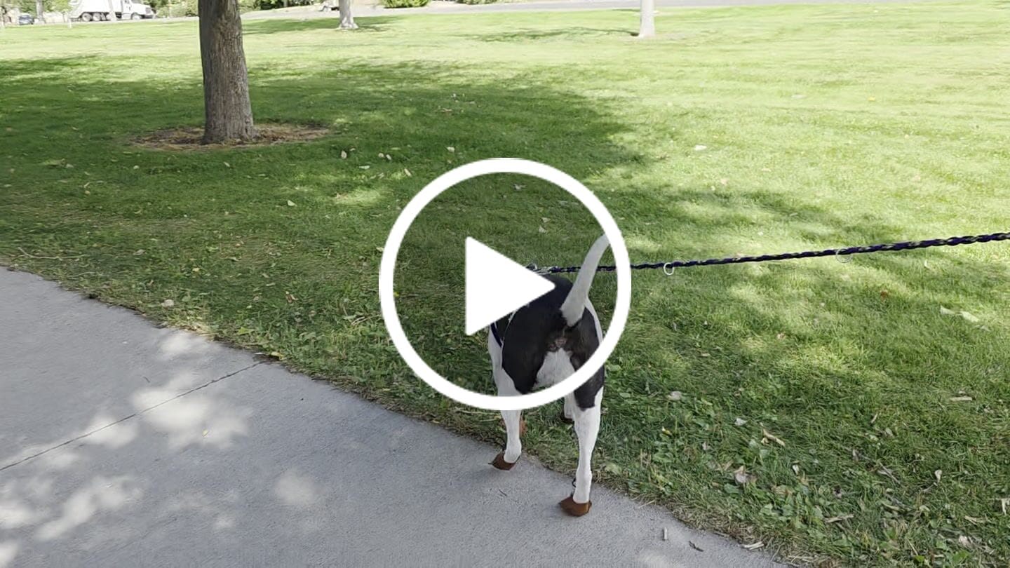 Customer video review of The Lariat Cinch - Dog Boots