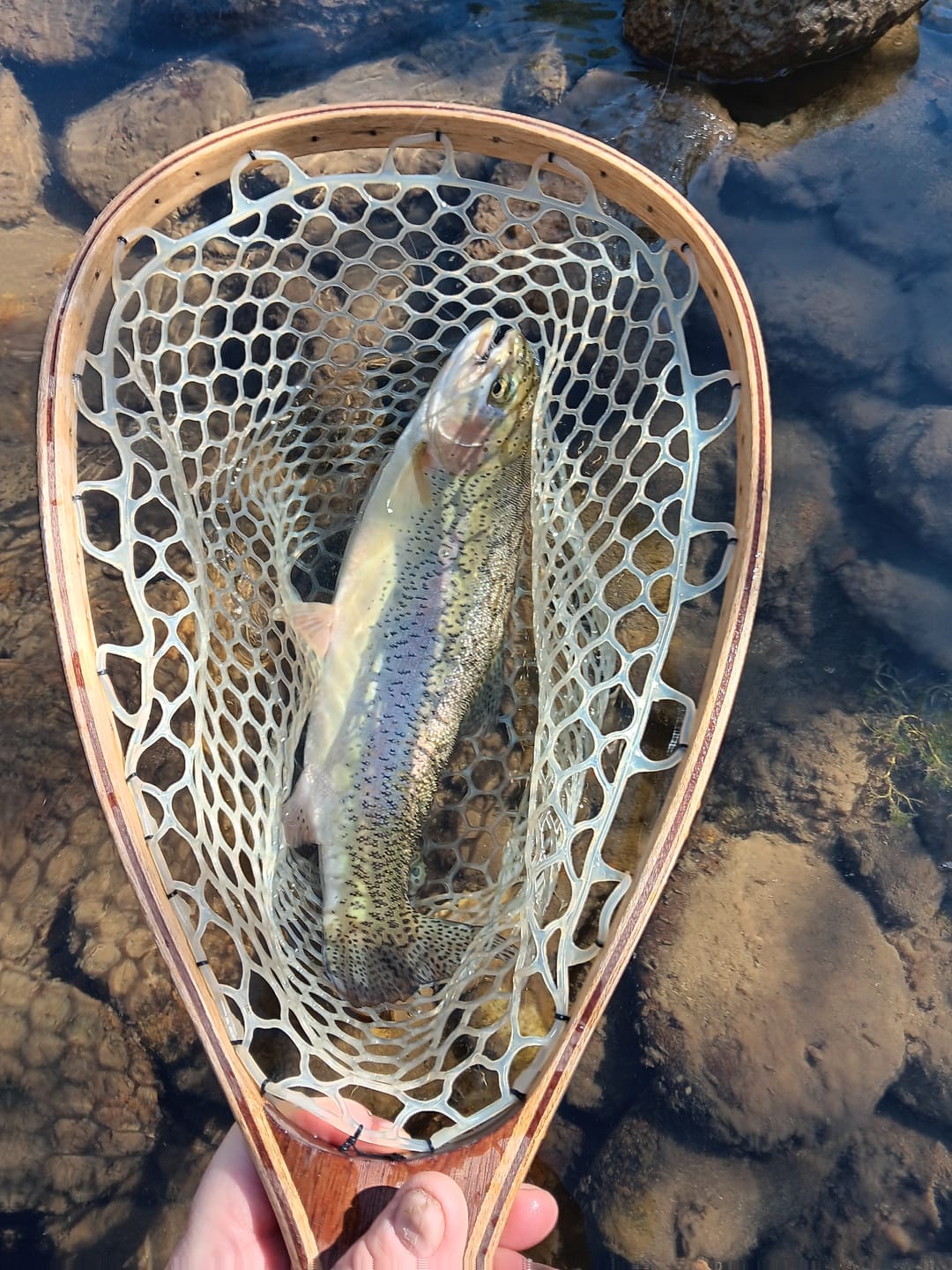 Customer photo review of Sage Spectrum C Fly Reel