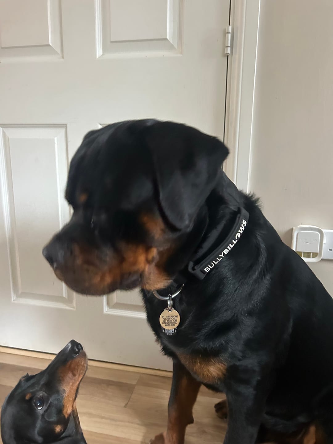 Customer photo review of 5cm Combat® Collar | With Handle & Secure Clip - Black