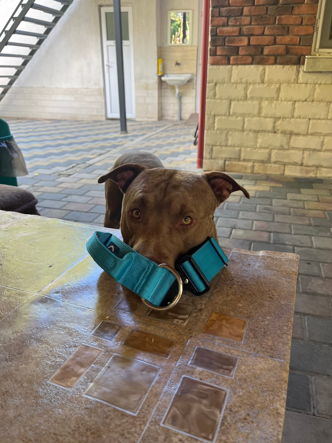 Customer photo review of 5cm Combat® Collar | With Handle & Secure Clip - Light Blue