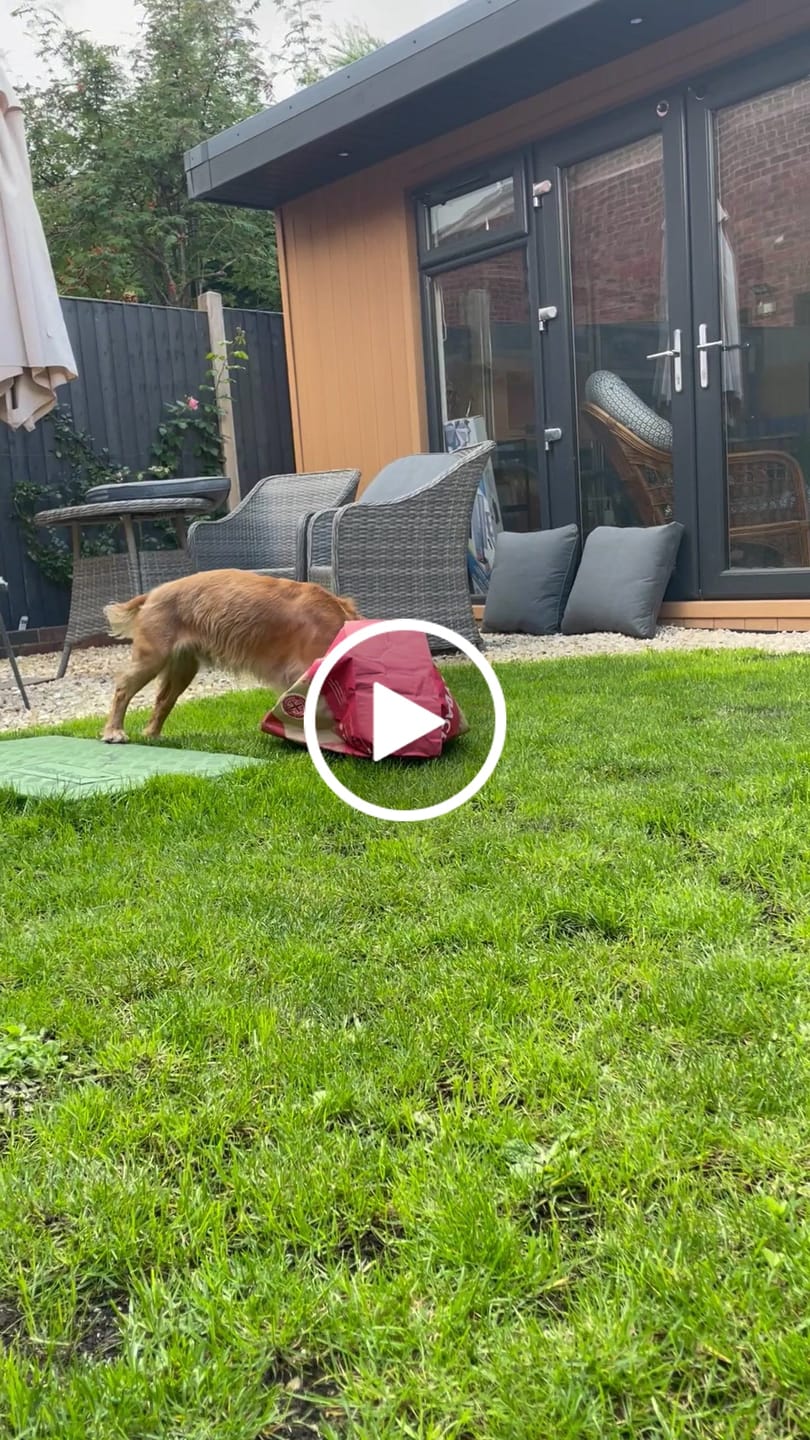 Customer video review of British Venison Dry Food
