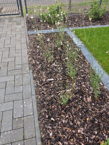 Customer photo review of Prachtkaars - Gaura lindheimeri 'Whirling Butterflies'