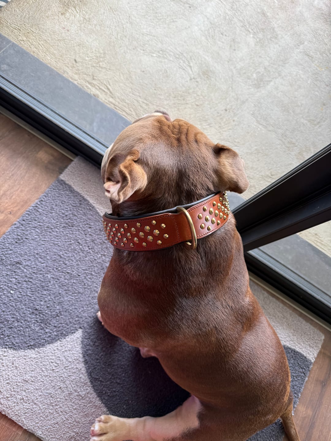 Customer photo review of Hand Made Leather Dog Collar - RuffNeck Brown & Brass (Wide Fit)