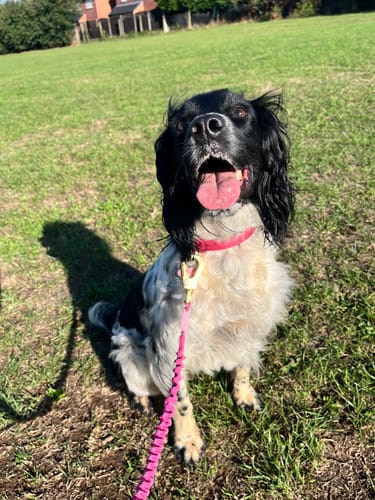 Customer photo review of Handsfree Lead - Walkies Ready® Raspberry Pink