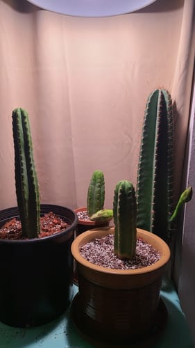 Customer photo review of San Pedro Cactus | Trichocereus (Echinopsis) Pachanoi