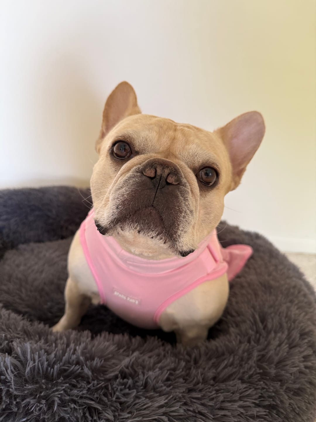 Customer photo review of Anxiety Calming Suit - Pink