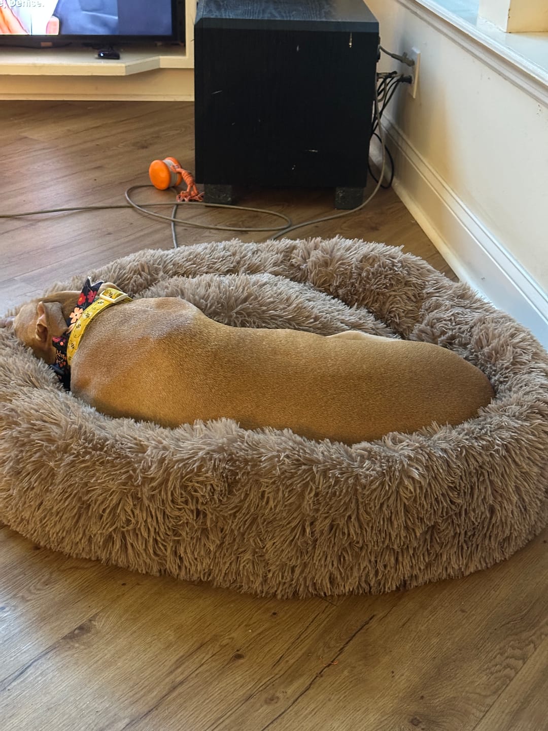 Customer photo review of The Original Fluffy Bean® Pet Bed