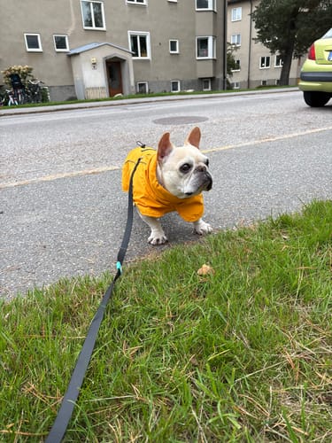 Customer photo review of Breatheshield™ Dog Raincoat (Multi-Color)