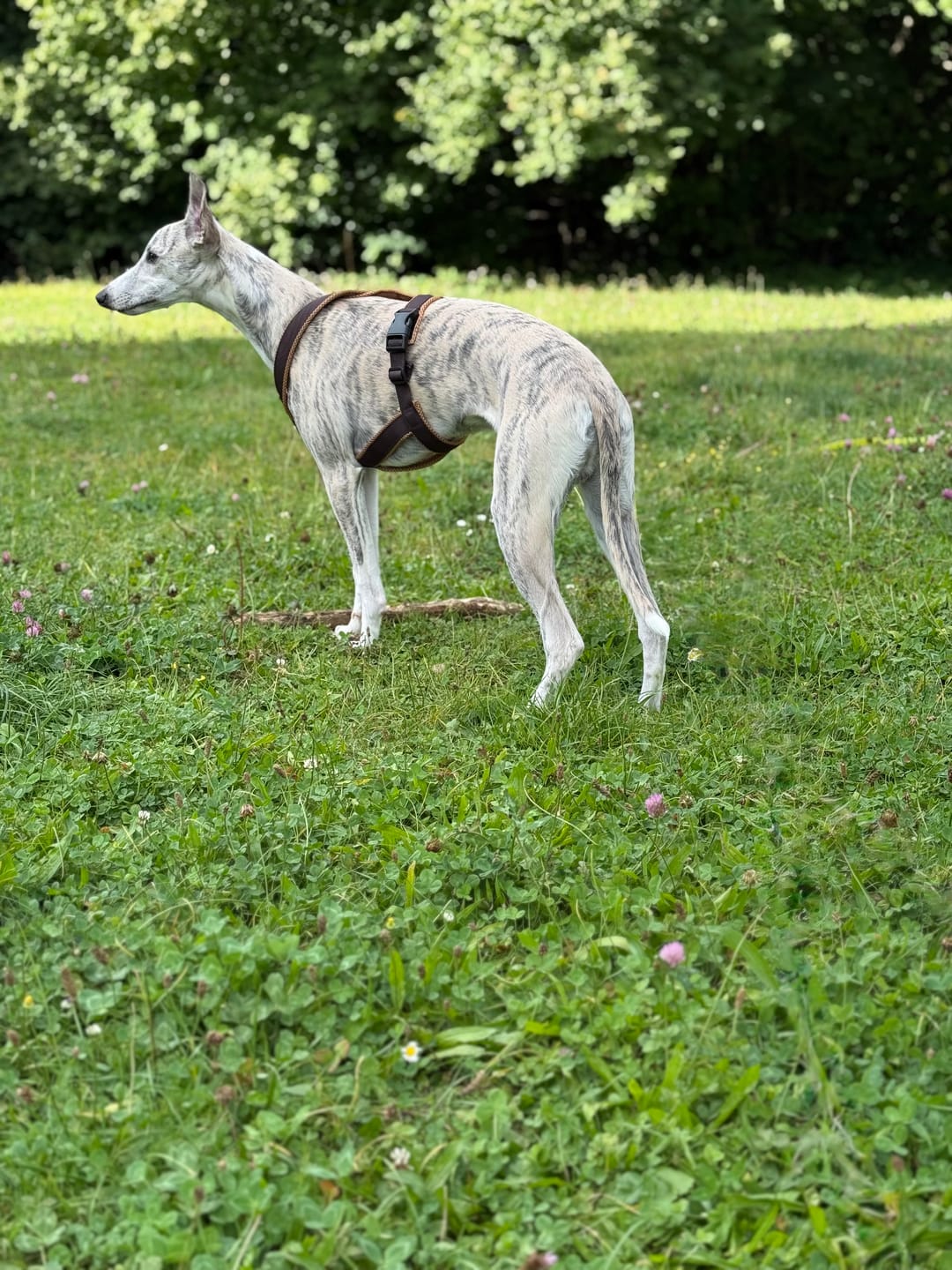 Customer photo review of Windhundgeschirr FUN "Toffee"