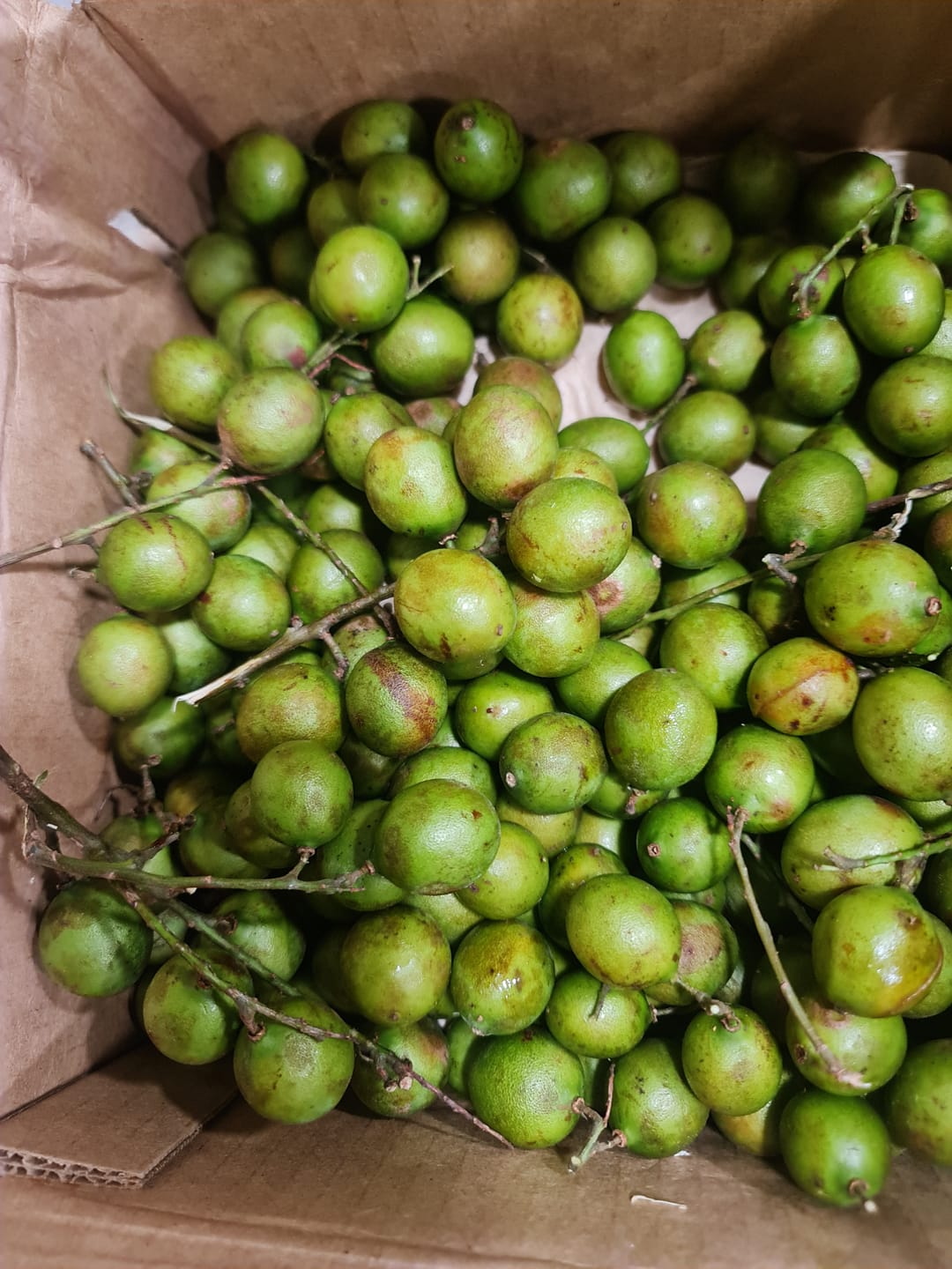 Customer photo review of Mamoncillo (Guinep)