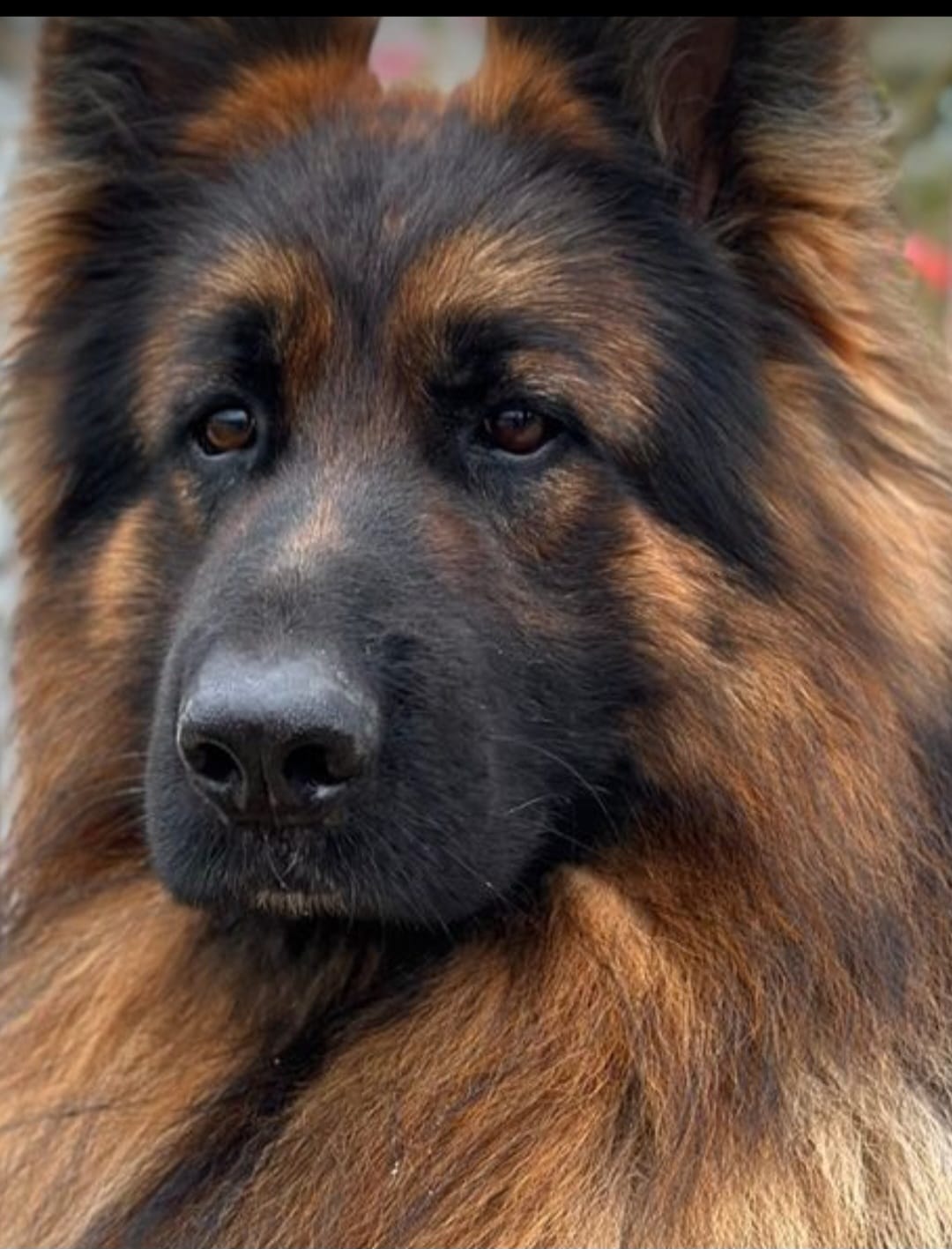 Customer photo review of THERZYME (500 gr) – Mangime per Salute Pancreatica Di Cani e Gatti