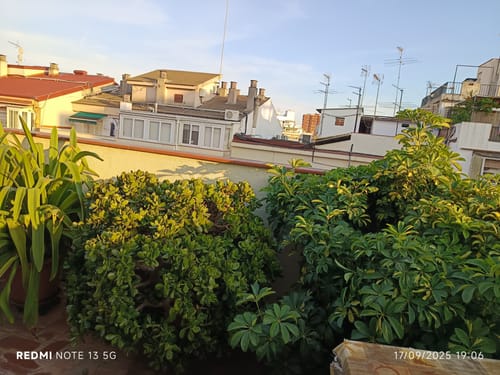 Customer photo review of Fertibono CitriPlus: Abono Cítricos, (1L), Rico en Hierro, Zinc, Magnesio, NPK y Mat.Orgánica – Abono Plantas con Extractos Vegetales, Ecológico, Residuo Cero.