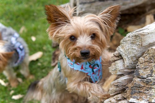 Customer photo review of Tough Trails™ Harness - Stay Spicy