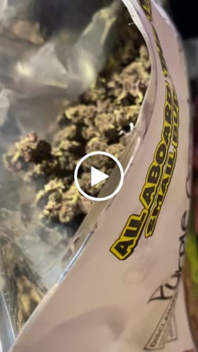 Customer video review of Purple Cream THCA Flower