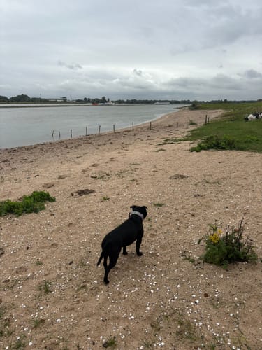 Tamara B. review of 4cm LIGHTER Combat® Collar | With Handle Rated Clip - Purple & Metal Grey image 1 out of 1