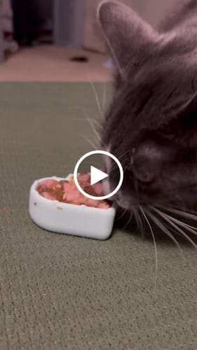 Customer video review of FreezLove Cat Enrichment Chew