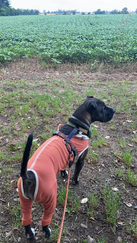 Customer photo review of Body Arti Posteriori