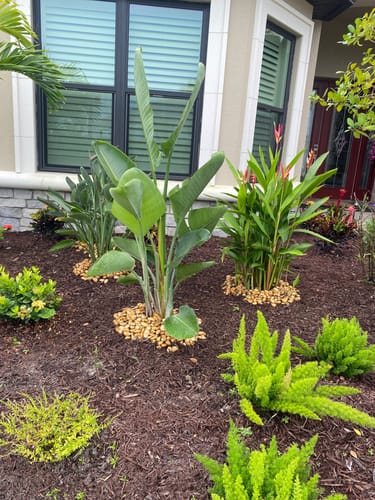 Customer photo review of White Bird of Paradise