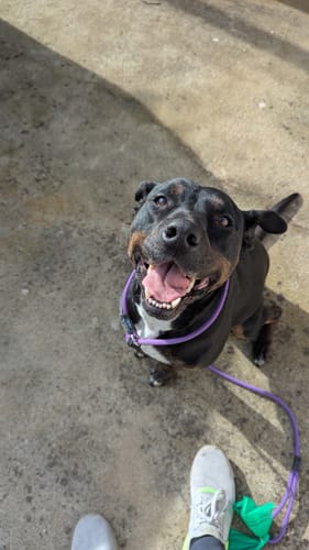 Nic H. review of Soft Rope Slip Lead 8mm image 1 out of 1