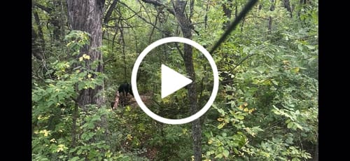 Customer video review of Titanium Broadheads