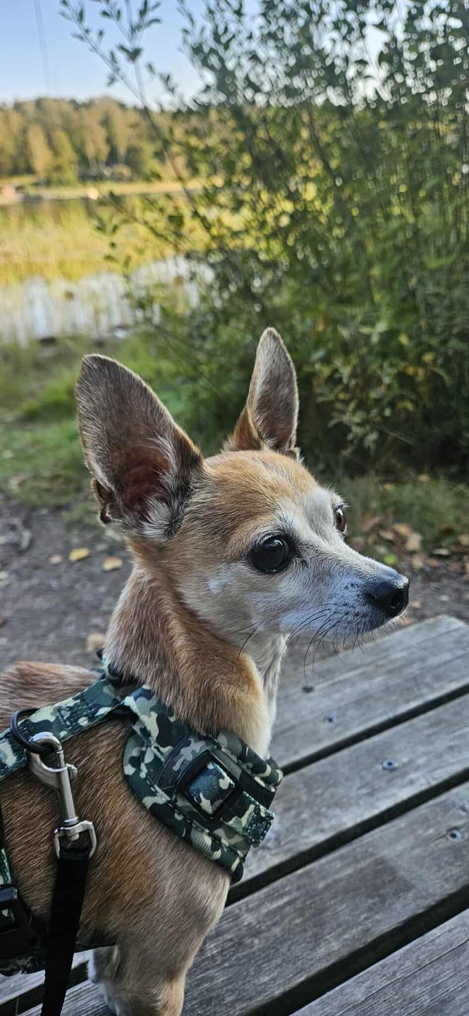 Customer photo review of Sele - Green Camo